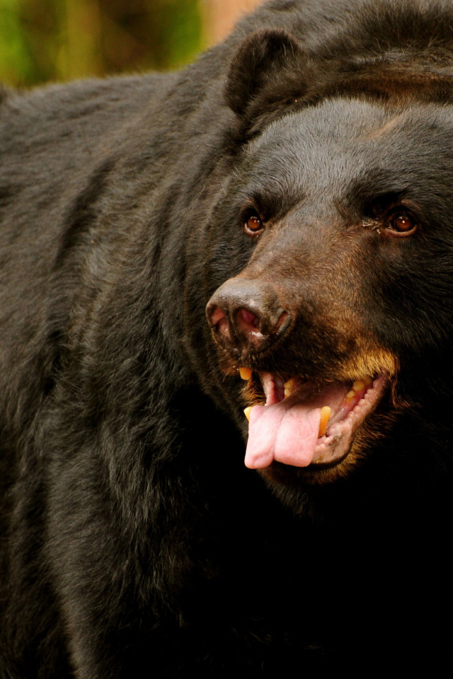 медведь Грызли