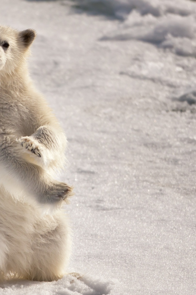 Белый медвежонок