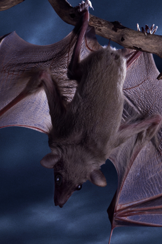 Летучая мышь