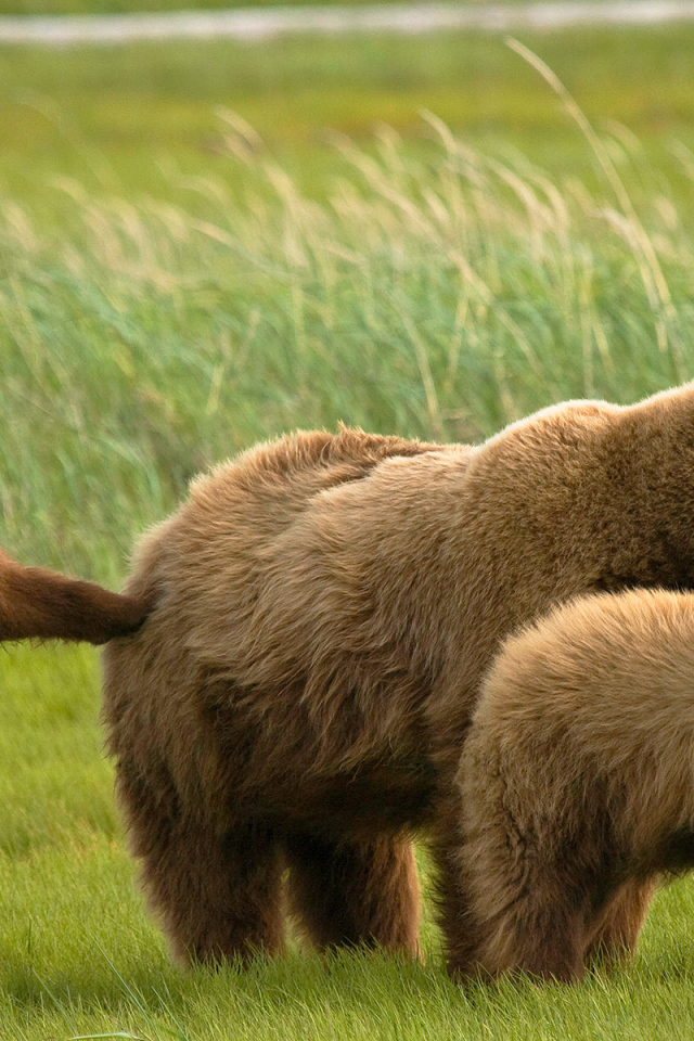 Медведь и медвежата