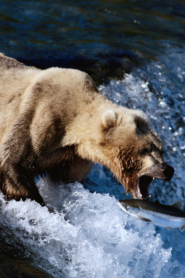 Медведь на рыбалке