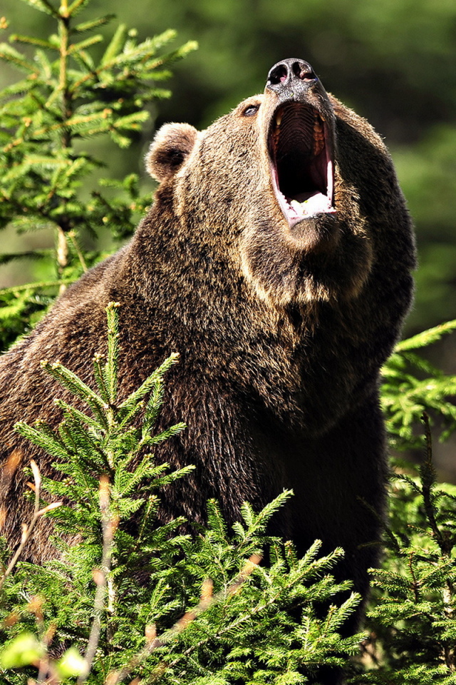 Медведь Гризли