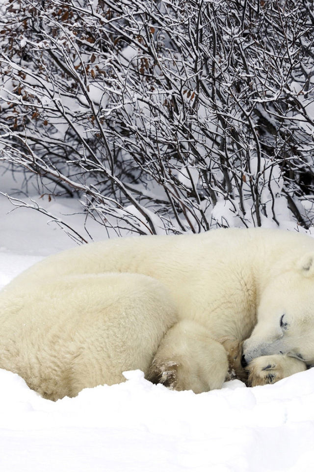 Мишка в снегу
