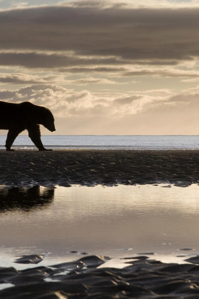Медведь на берегу