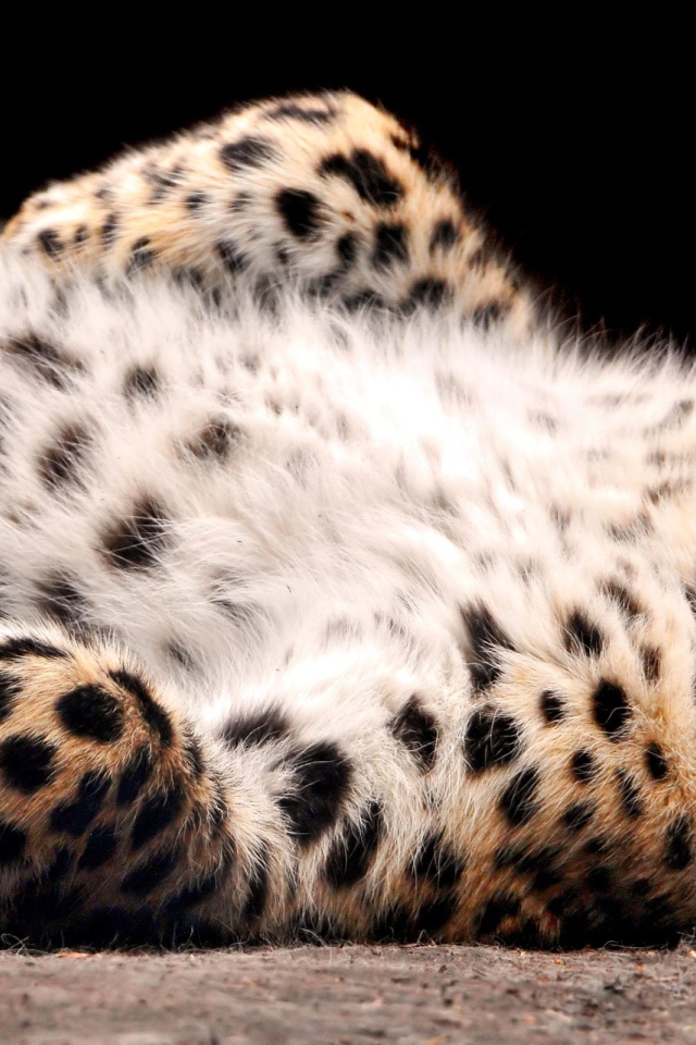 Большая кошка