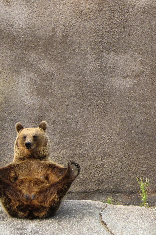 Бурый медведь