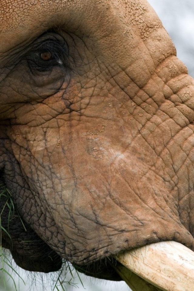 Жующий слон
