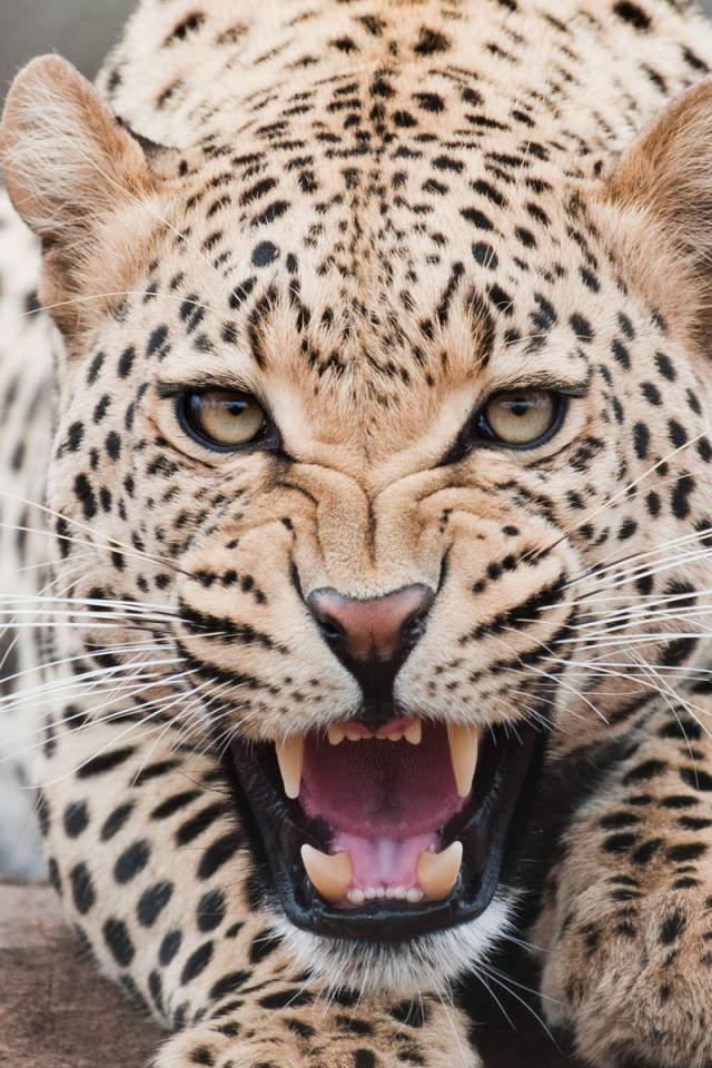 Огрызающийся леопард