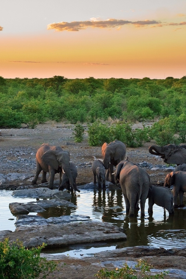 Слоны на водопое