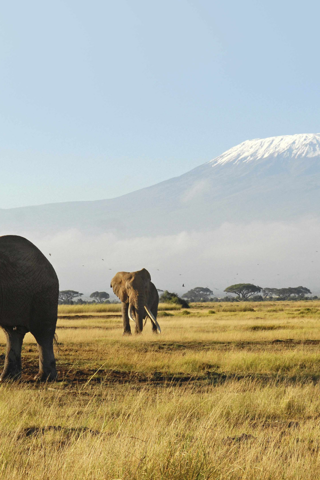 Слоны гуляют