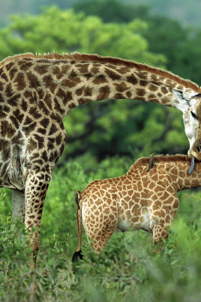 Семейство жирафа