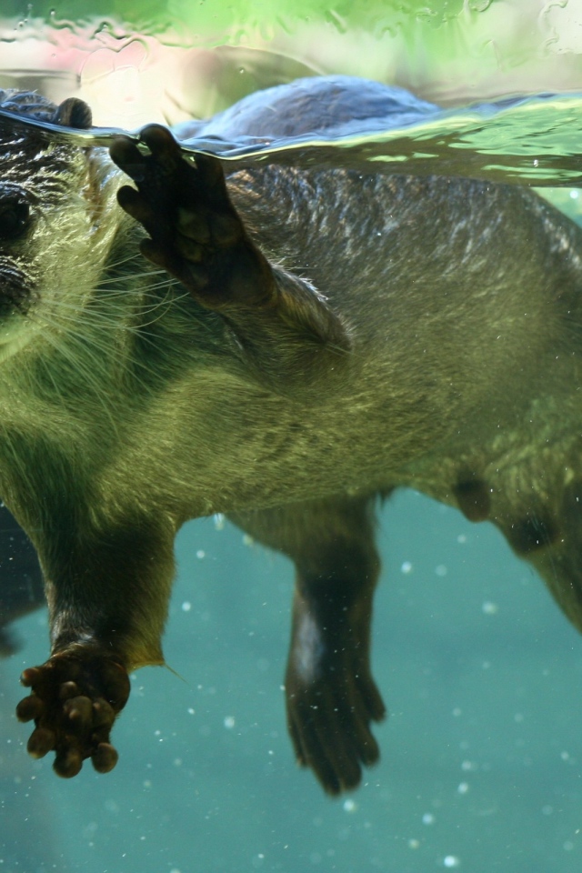 Плавающие выдры