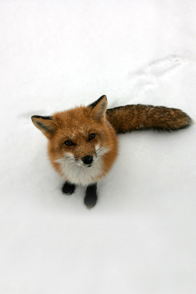 Лисица на снегу