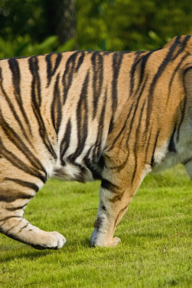 Разговорчивый тигр