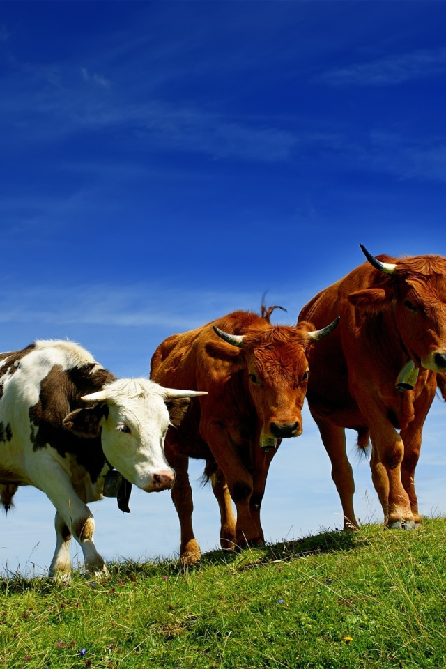 Бычки на прогулке