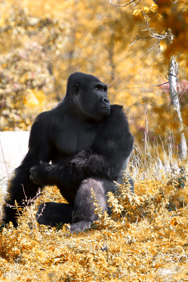 Горилла осенью
