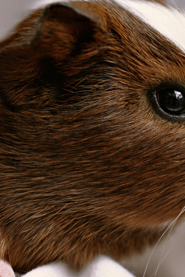 Морская свинка