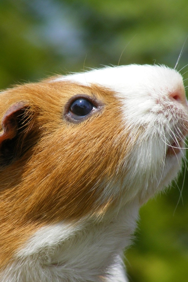 Морская свинка и одуванчик