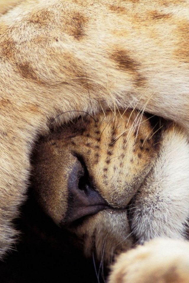 Прикрывшийся лев