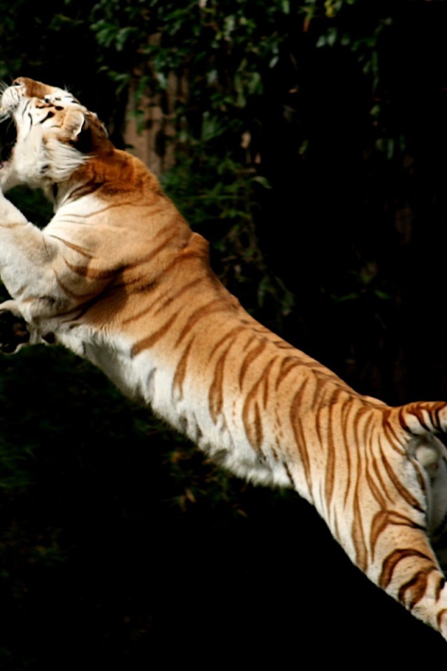 Прыжок за добычей