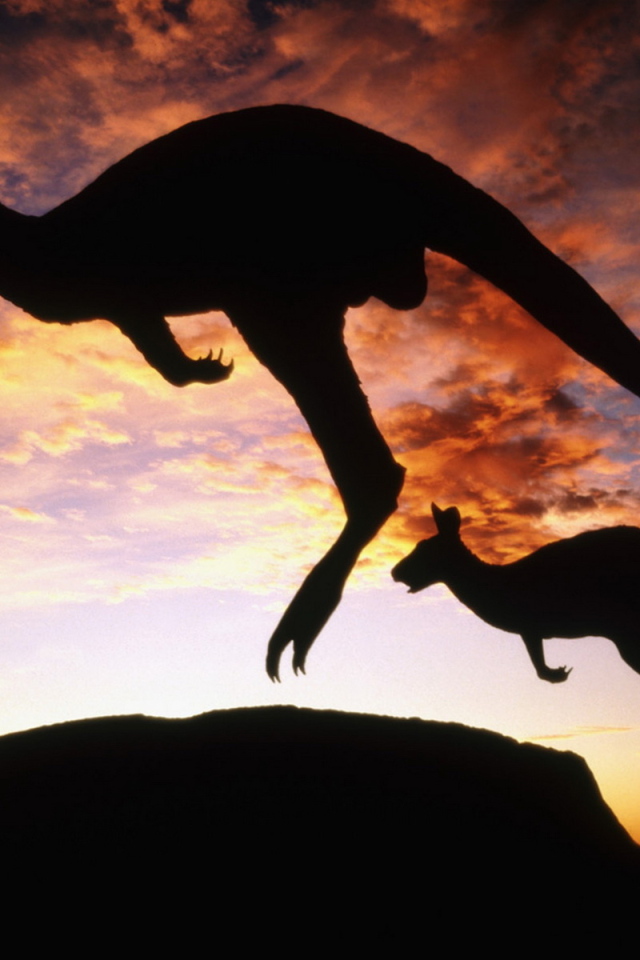 Кенгуру на закате