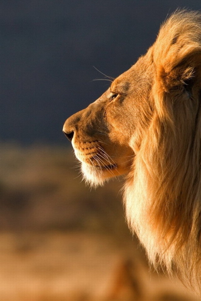 Царь зверей