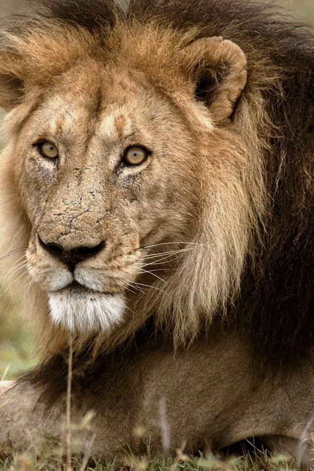 Царь зверей