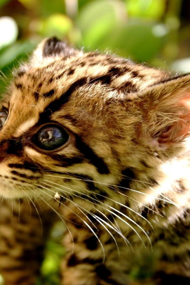 котенок Гепарда