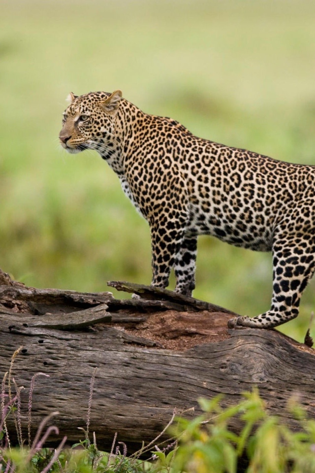 Леопард на бревне