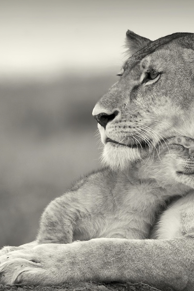 Львиная ласка