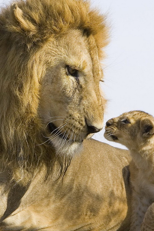 Лев и львенок