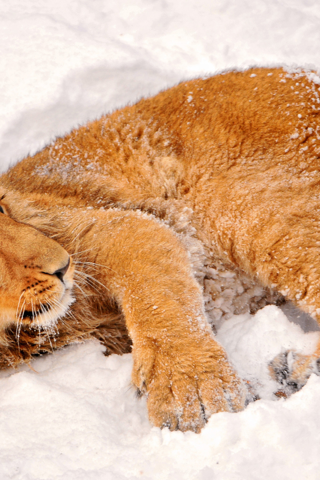 Львенок в снегу