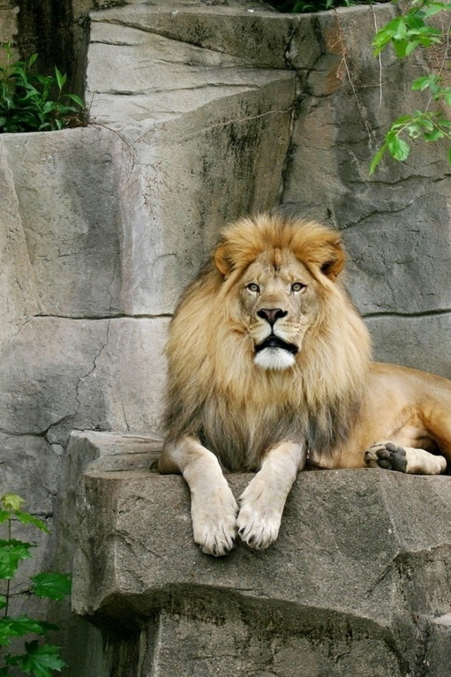 Лев на камнях