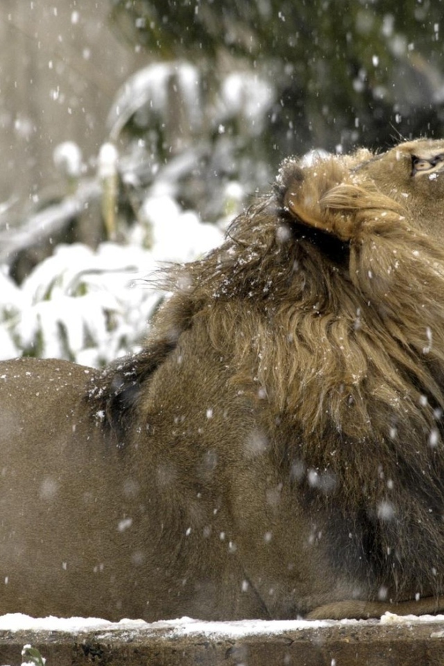 Лев под снегом
