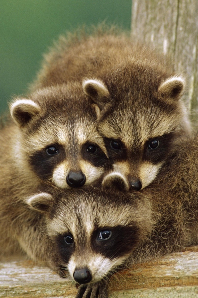 Маленькие еноты