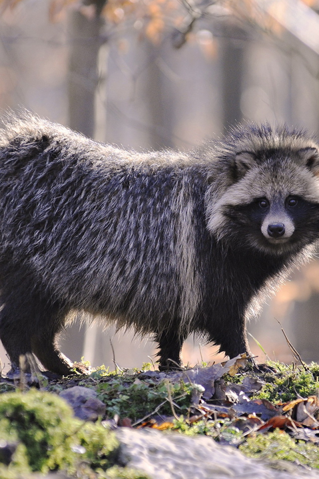 Одинокий енот