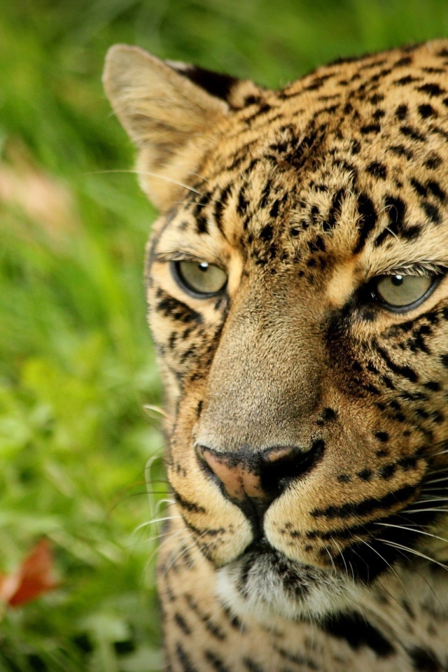 Взгляд леопарда