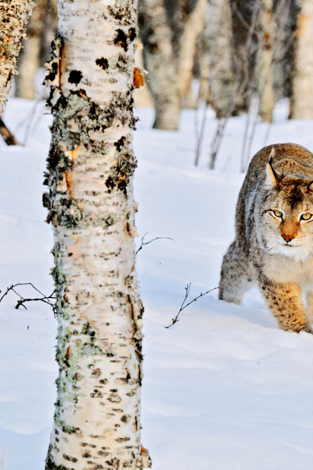 Рысь в роще