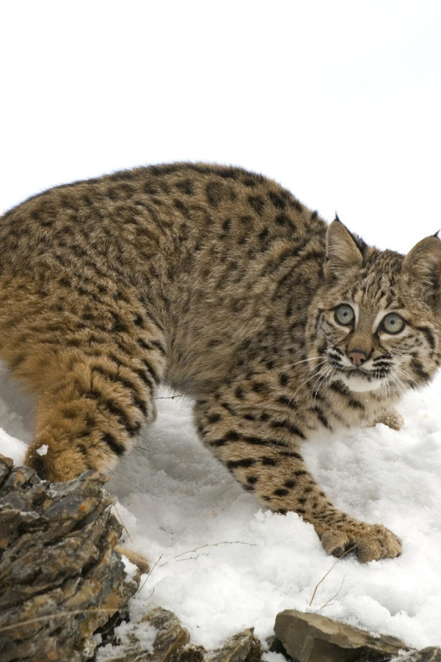 Рысь на снегу