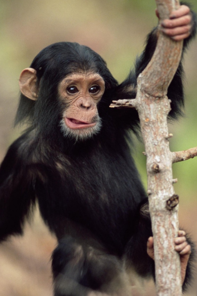 Обезьянка малыш