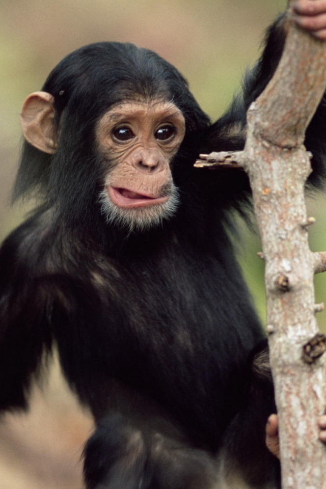 Обезьянка на дереве