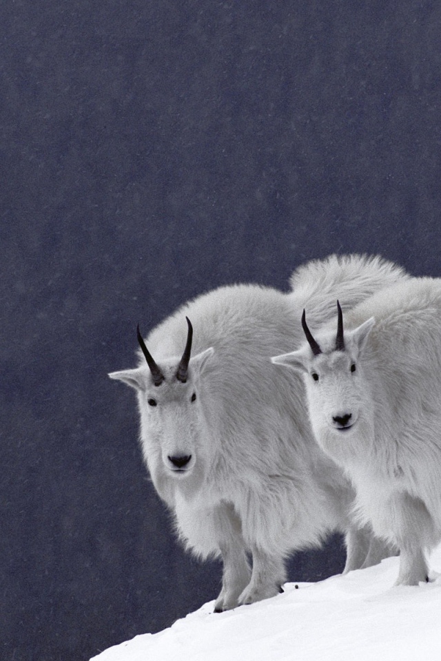 Горные бараны