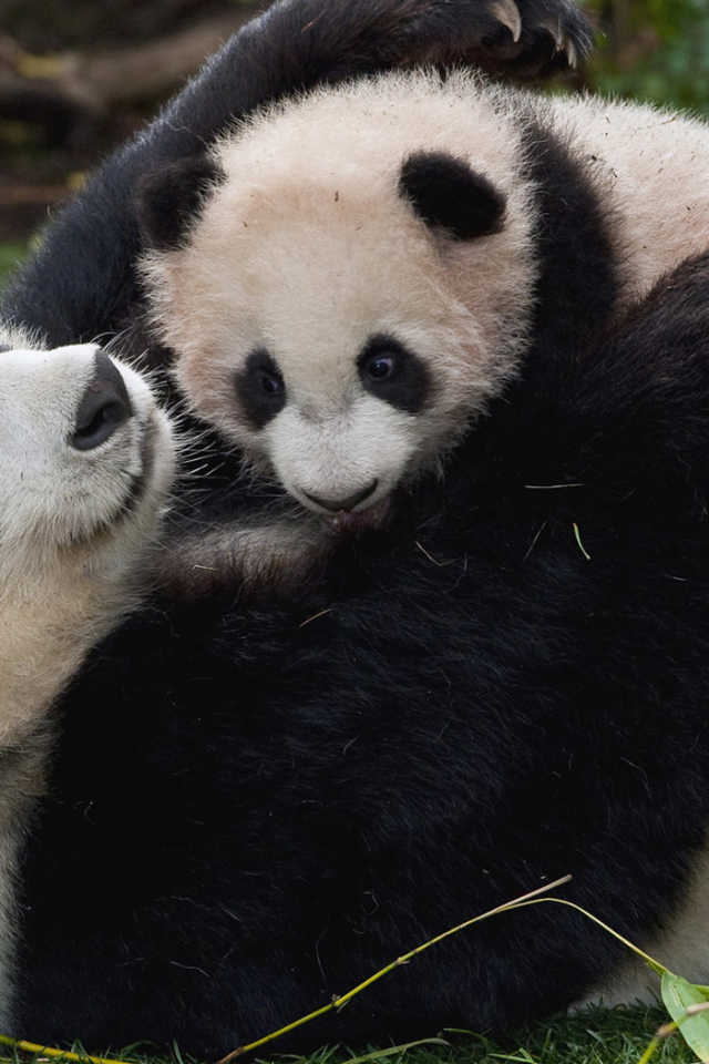 Панда и малыш