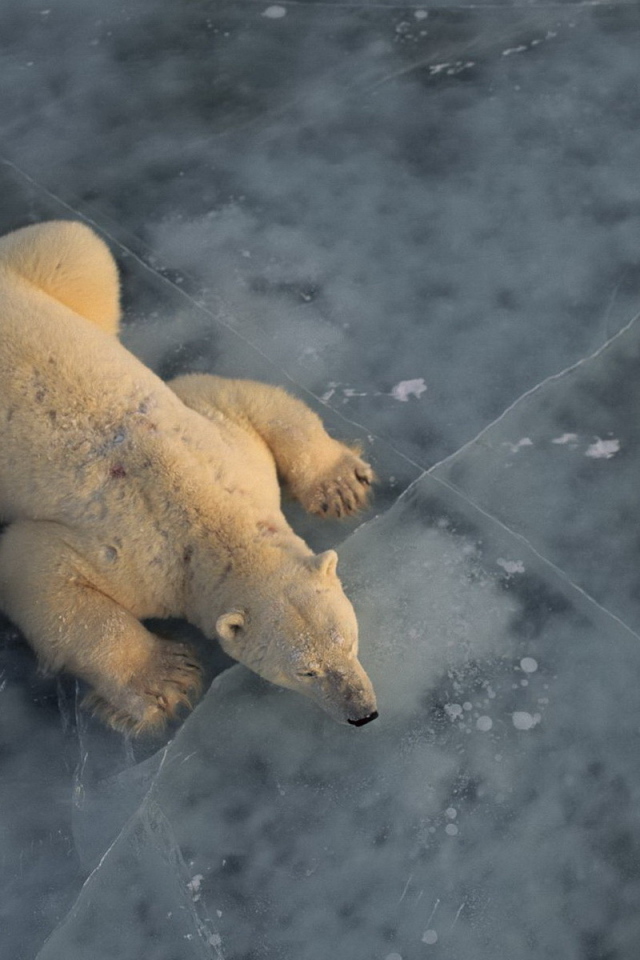 Белый медведь на льду