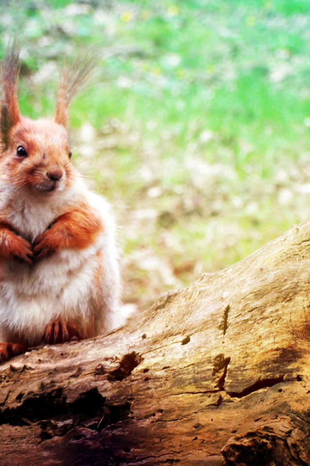 Белка на стволе