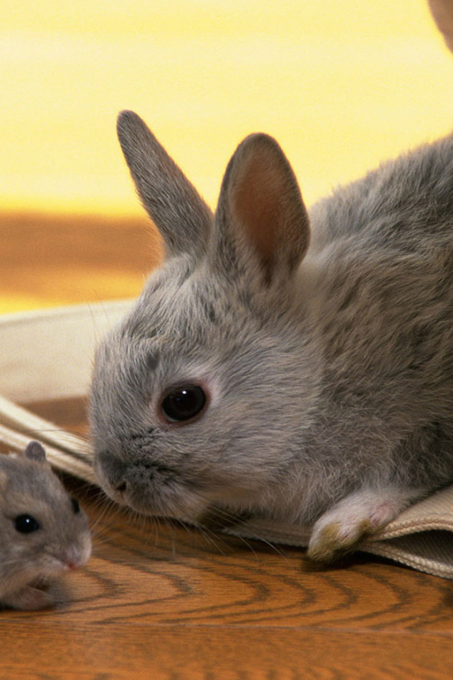 Кролик и хомяк