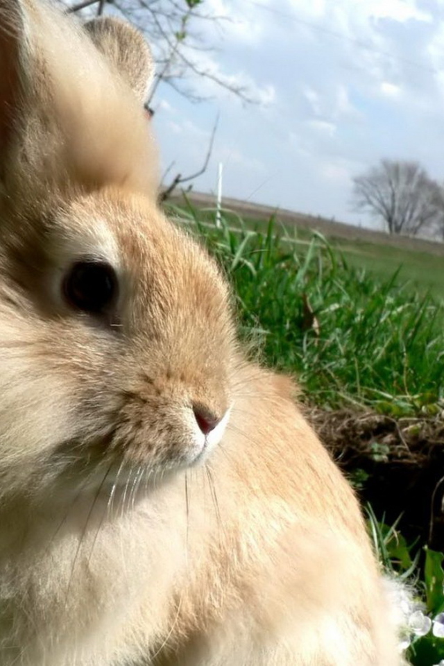 Кролик в травке