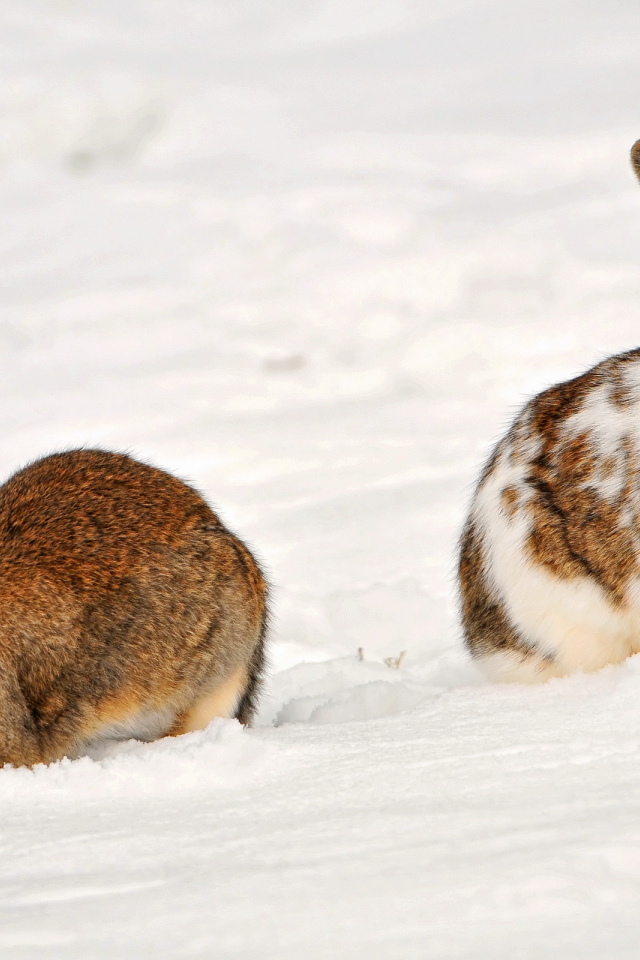 Кролики на снегу