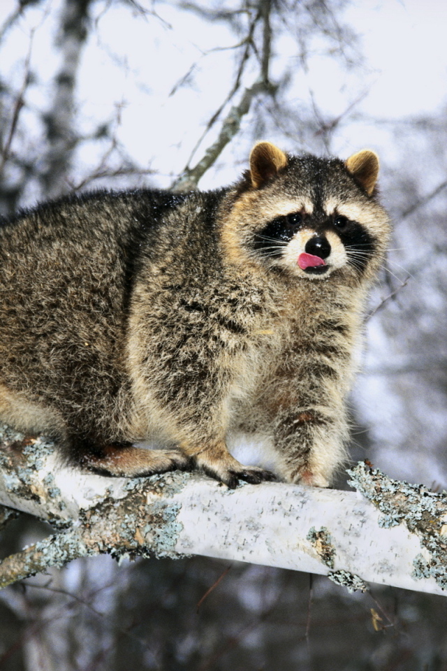 Енот на ветке