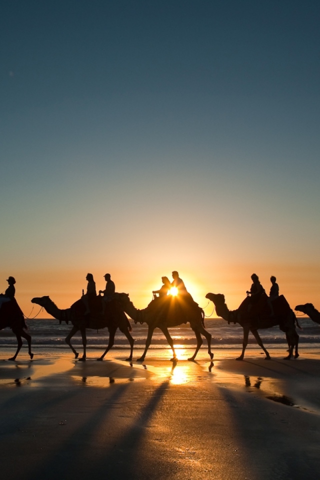 Верблюды у Красного моря